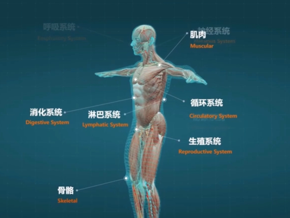 醫學人體3D交互展示